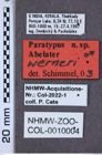 Etiketten zu Paracalais gibboni (NHMW-ZOO-COL-0010004)